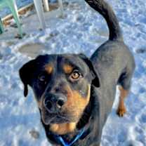 Thumbnail photo of Loki #3