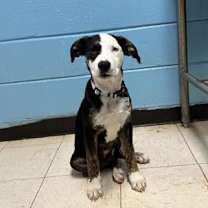 Thumbnail photo of ruby #1