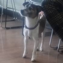 Thumbnail photo of Ravi #1