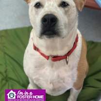 Thumbnail photo of Moose #1