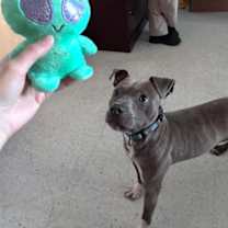 Thumbnail photo of Alonzo #3