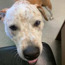 Thumbnail photo of Moose #2