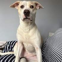 Thumbnail photo of AMELIA EARHART #1