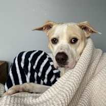 Thumbnail photo of AMELIA EARHART #2