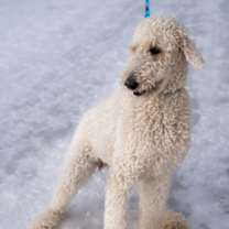 Thumbnail photo of Daisy #3