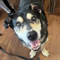 Thumbnail photo of ROCCO* #1