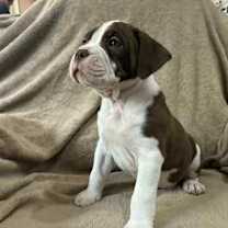 Thumbnail photo of Georgie #2