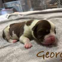 Thumbnail photo of Georgie #3