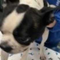 Thumbnail photo of Skate #3