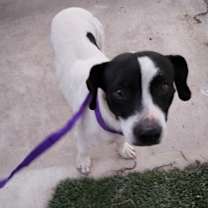 Thumbnail photo of Prancer #2