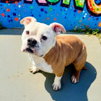 Thumbnail photo of Bruno #1