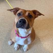 Thumbnail photo of Coconut #1