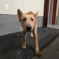 Thumbnail photo of Scamp #1