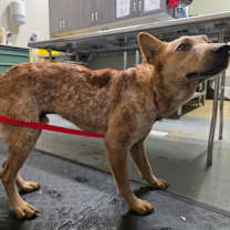 Thumbnail photo of Scamp #2