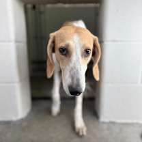 Thumbnail photo of Shea #2