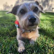 Thumbnail photo of Roxy #2