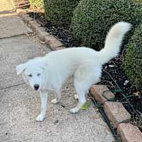 Thumbnail photo of Drifter #2