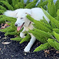 Thumbnail photo of Drifter #4