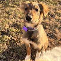 Thumbnail photo of Incendia #1