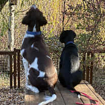 Thumbnail photo of Dolly #4