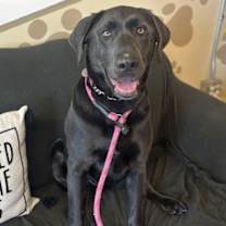 Thumbnail photo of Luna #1