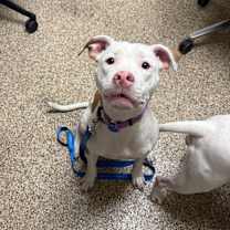 Thumbnail photo of Venus #2