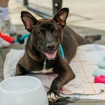 Thumbnail photo of Bug #3