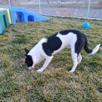 Thumbnail photo of Blitzen #2