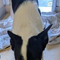 Thumbnail photo of Blitzen #3