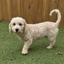 Thumbnail photo of Dumpling BB #3