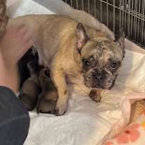 Thumbnail photo of Chandler PF #2