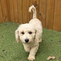 Thumbnail photo of Dumpling BB #2