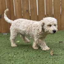 Thumbnail photo of Dumpling BB #4