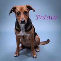 Thumbnail photo of Potato D25-205 #2