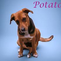 Thumbnail photo of Potato D25-205 #3