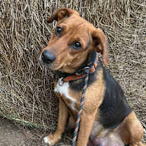 Thumbnail photo of Potato D25-205 #4