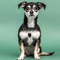 Thumbnail photo of Vienna #3