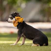 Thumbnail photo of Vienna #4