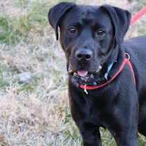 Thumbnail photo of Kade #1