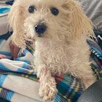 Thumbnail photo of Barney #2