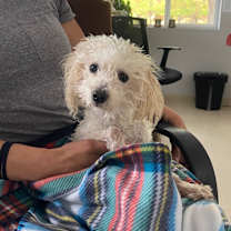 Thumbnail photo of Barney #3