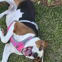 Thumbnail photo of Daisy #2