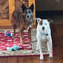 Thumbnail photo of Izzy #4