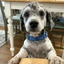 Thumbnail photo of Finley #4