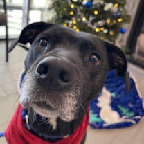 Thumbnail photo of Glitter #1