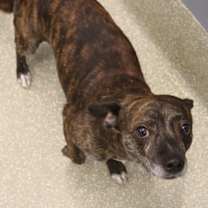 Thumbnail photo of Caspar #2