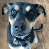 Thumbnail photo of Rosie #1