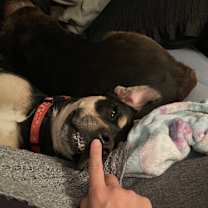 Thumbnail photo of Rosie #2