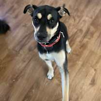 Thumbnail photo of Rosie #3