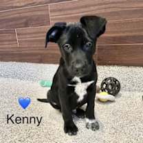 Thumbnail photo of Dar’s Kenny #2